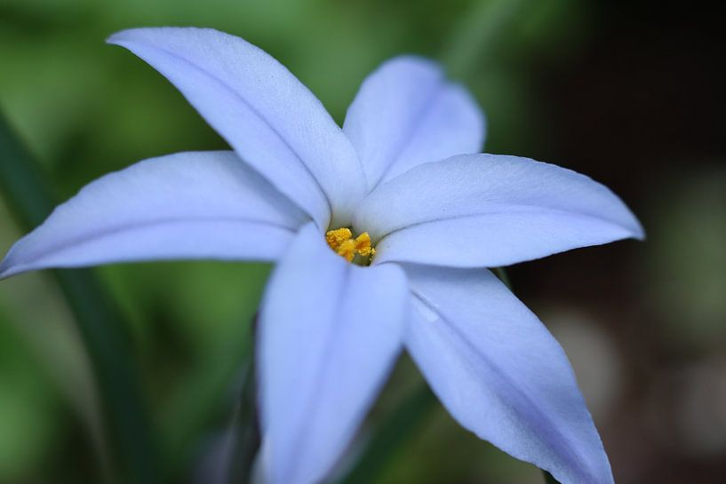 Flower by Edith Kusters