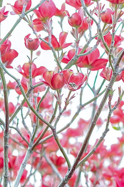 Blossom by Truckpowerr