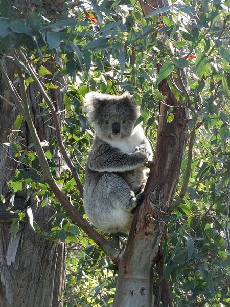 koala by Elise Aaftink