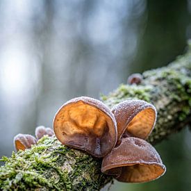 Winter lights of the Judas ears by Max Steinwald