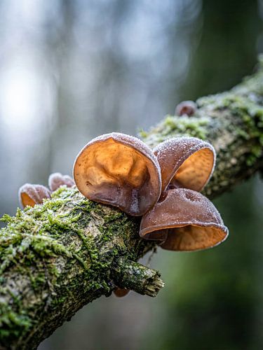 Paddenstoelen