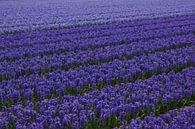 Blumen der Niederlande, ein Blumenzwiebelfeld mit Hyazinthen von Discover Dutch Nature Miniaturansicht