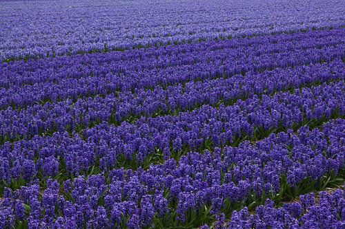 Bloemen van Nederland,  een bollenveld met hyacinthen