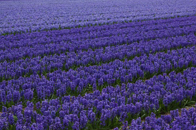 Blumen der Niederlande, ein Blumenzwiebelfeld mit Hyazinthen von Discover Dutch Nature