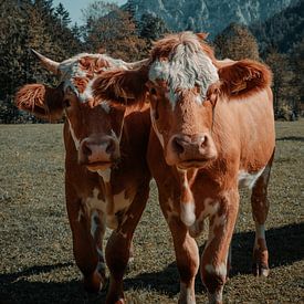 Österreichische Kühe auf der Wiese von Dennis van den Worm