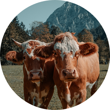 Oostenrijkse koeien in de wei van Dennis van den Worm