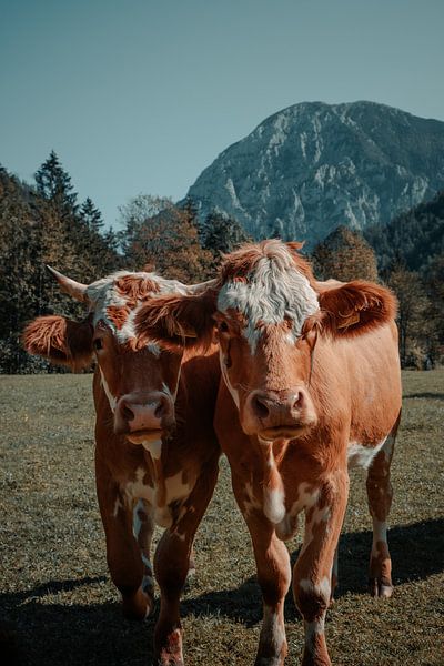 Oostenrijkse koeien in de wei van Dennis van den Worm