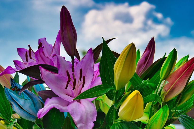 Coloured rainbow bouquet of lilies by Jolanda de Jong-Jansen