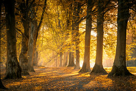 Des rayons de lumière dans l'allée de tilleuls