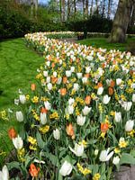 Tulpen