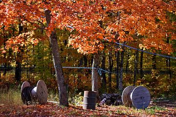 In the maple orchard in autumn by Claude Laprise