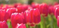 Rosa Tulpen im Feld von Michael van Emde Boas Miniaturansicht