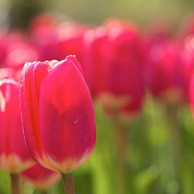 Roze tulpen in veld van Michael van Emde Boas