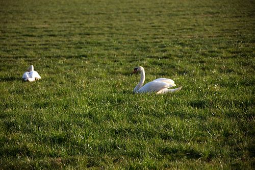 Twee zwanen op een weiland in Emsland
