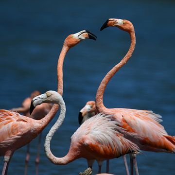 Flamingo's op Bonaire van Pieter JF Smit