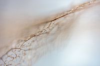 lace from the nature