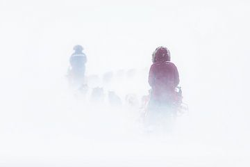 Husky-Schlittenfahrt durch Schneesturm