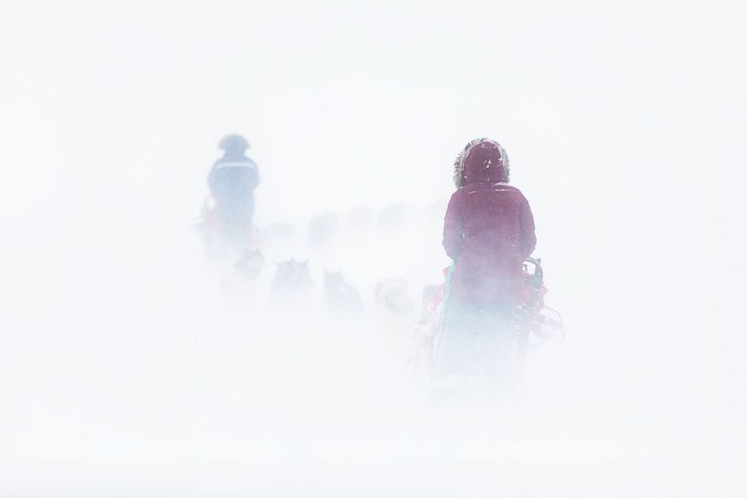 Balade en traîneau à chiens dans le blizzard par Martijn Smeets