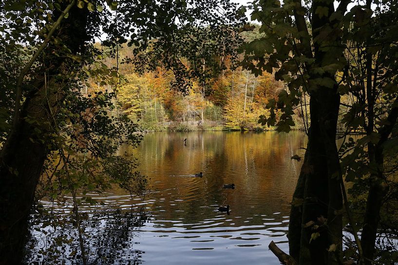Autumn in the Sonian Forest by Hannelore