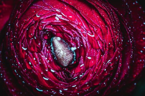 a ranunculus
