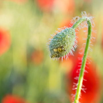 Coquelicot dans le bouton sur Leontine van der Stouw