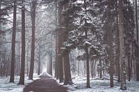 Zeister forest in the snow. Winter 2021