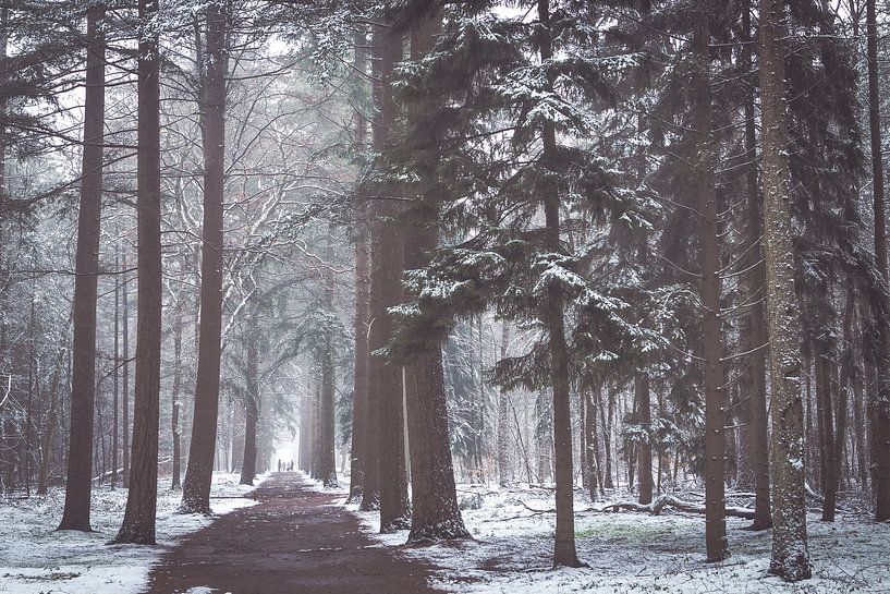 Zeister forest in the snow. Winter 2021 by Peter Haastrecht, van