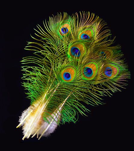 Pfauenfeder-Ensemble 2 von Feathers in Black