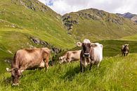 Koeien in de wei in Zwitserland van Werner Dieterich thumbnail