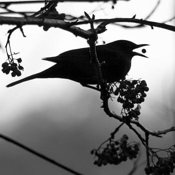 Eine Amsel fängt eine Beere (Silhouette)