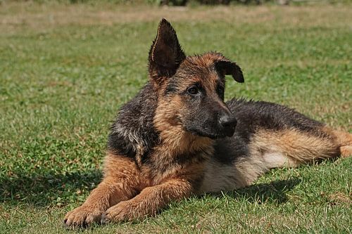 Schapenhond (puppy) ligt