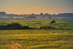 La vache au pâturage