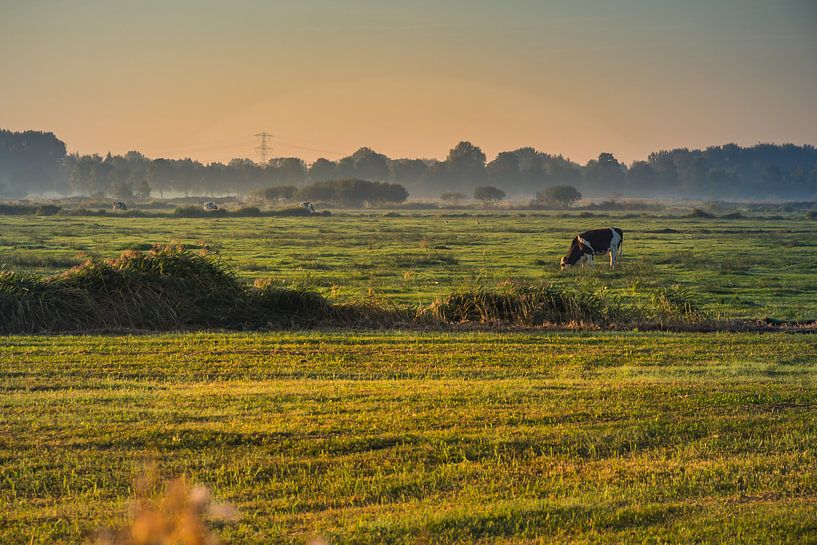 La vache au pâturage par Jaap Mulder