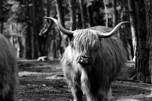 Highlander écossais