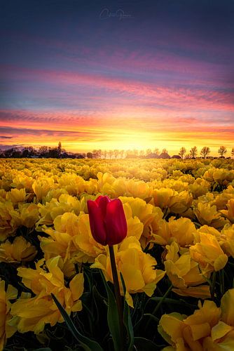 The beauty of being different