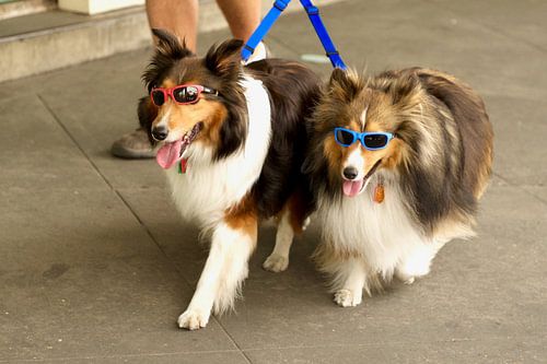 Shelties met zonnebril