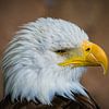 Amerikaanse Zeearend by Beeld Creaties Ed Steenhoek | Photography and Artificial Images