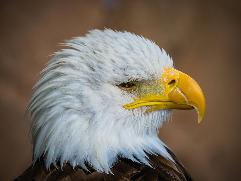 Amerikaanse Zeearend von Beeld Creaties Ed Steenhoek | Fotografie und künstliche Bilder
