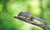 Siberian ground squirrel