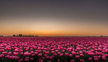 Vrijheid in kleuren! van Robert Kok