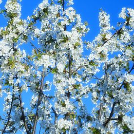 Boom met witte bloemen van Marcel Ethner