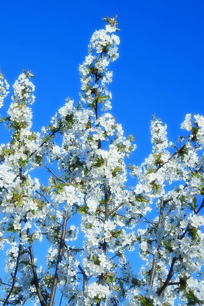 Baum mit weißen Blüten von Marcel Ethner