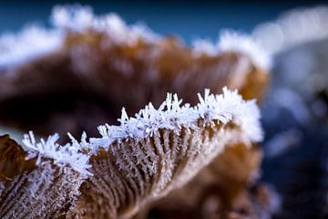 Bevroren paddenstoel  van Martzen Fotografie