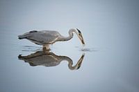 Reflection