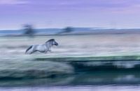 Konikpaard in galop