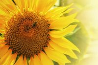 Zonnebloem met bij op een mooie zomerse dag