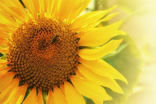 Zonnebloem met bij op een mooie zomerse dag