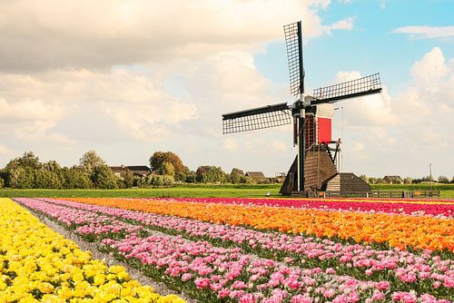 Een veld met bloeiende tulpen met op de achtergrond een molen en Hollandse wolken lucht