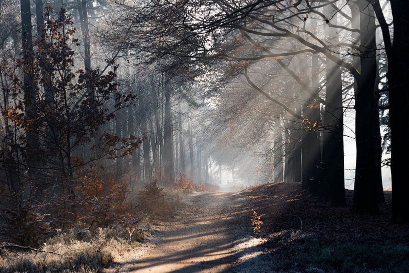Winterlicht in de bossen op de Veluwe by Cilia Brandts