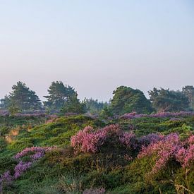 Paarse heide van Ilma Fotografie